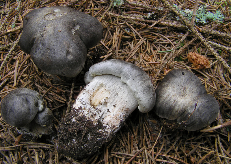 Tricholoma saponaceum